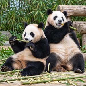 Çin’den ABD’ye Diplomatik Hamle: Pandalar Atlanta Yolcusu