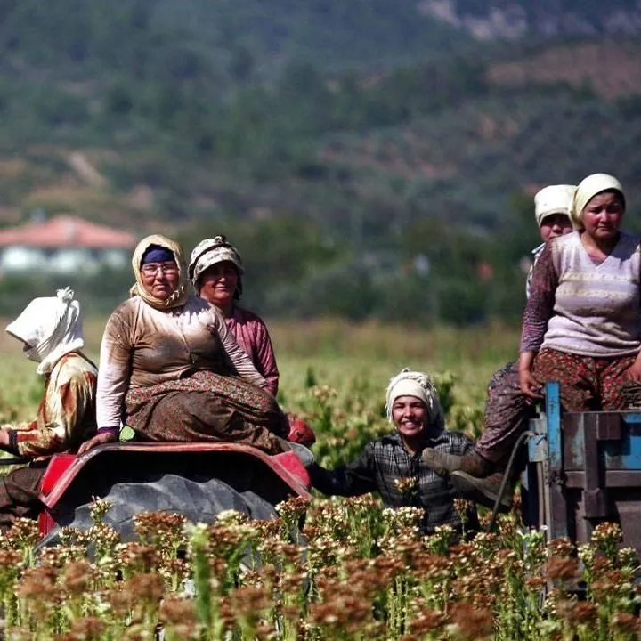 Türkiye Tarımında Kritik Kayıp: Çiftçi ve Arazi Sayısı Azalıyor