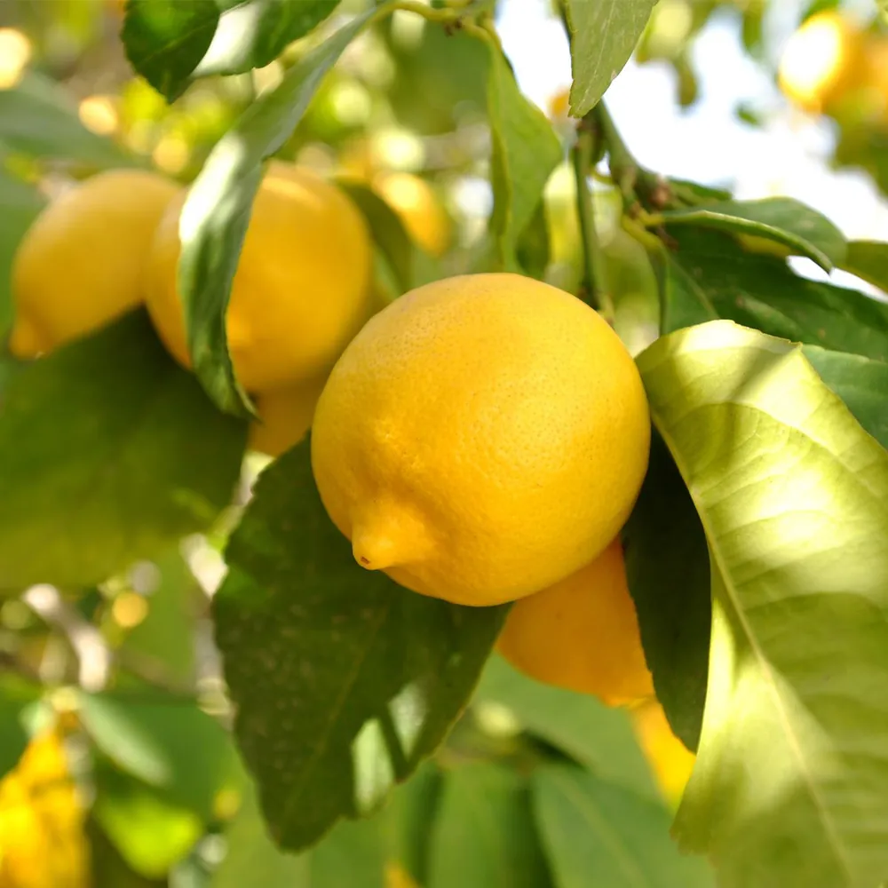 Limon Fiyatlarında Dev Fark: Üreticiden 7, Marketten 51 TL