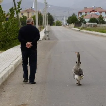 Gümüşhane’de Sürüsünden Dışlanan Kazın Sıradışı Bağlanma Hikayesi
