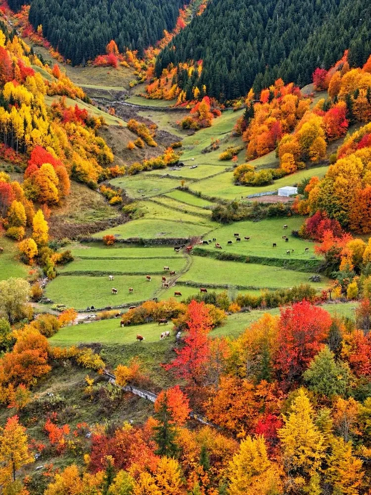 Artvin Şavşat’ta Sonbaharın Büyüleyici Renkleri Başladı